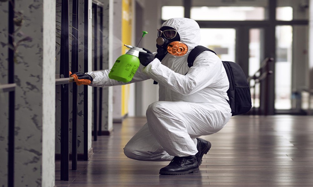 How Long Does Mold Removal Take?