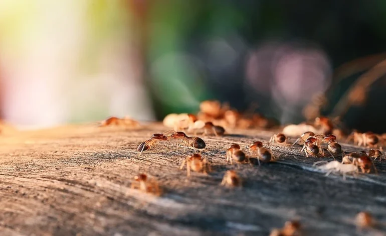How to Spot Termite Swarms During Clermont’s Spring Evenings