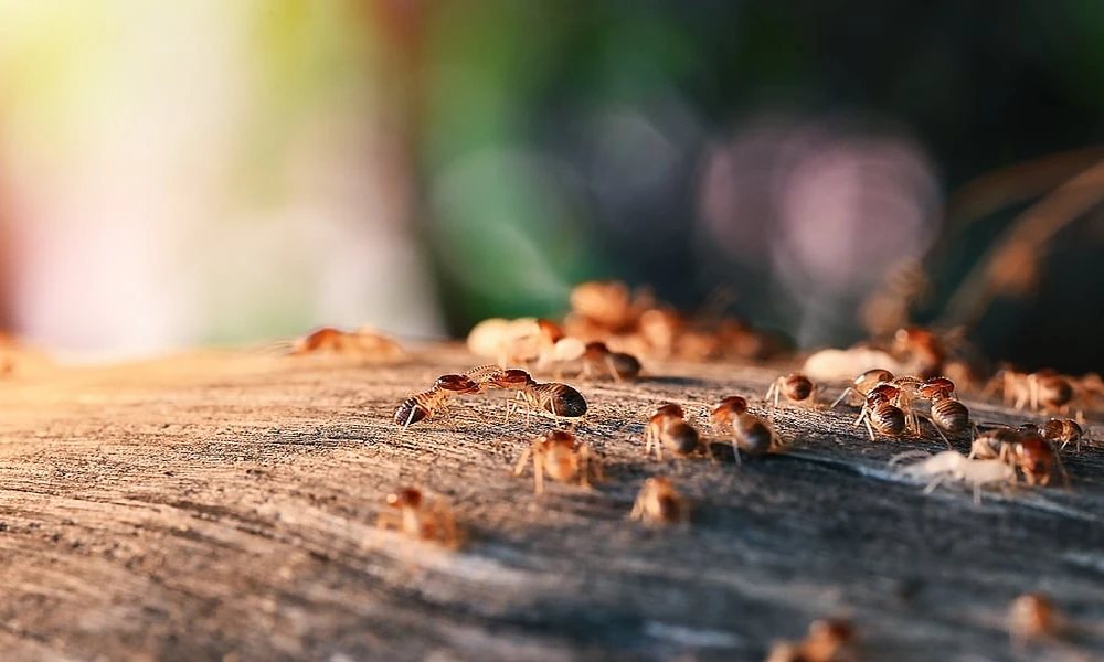 How to Spot Termite Swarms During Clermont’s Spring Evenings